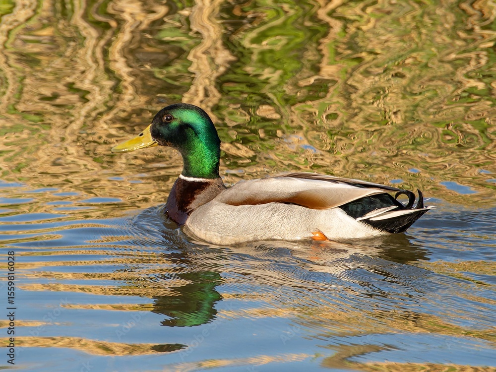Obraz premium Closeup of a male mallard duck swimming in a lake, canard colvert. tranquil water surface, capturing a serene moment in nature, perfect for wildlife and birdwatching.