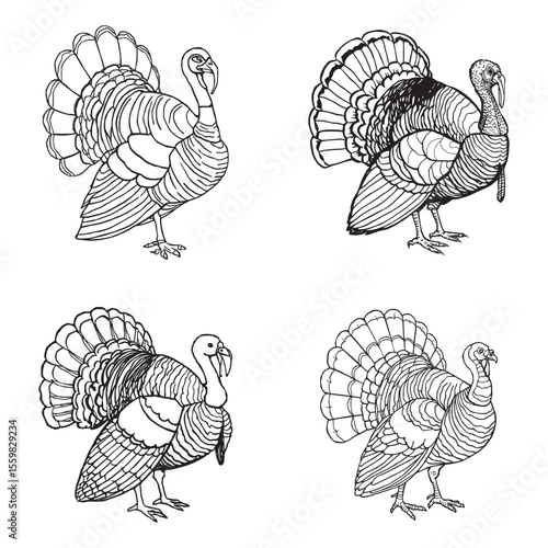 Four Detailed Line Art Illustrations of Wild Turkeys