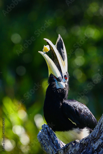 Oriental pied hornbill at wild.