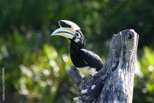 Oriental pied hornbill at wild.