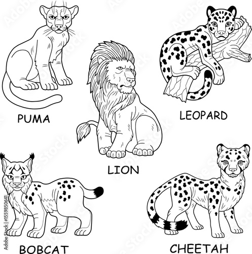 Photography wild cats vector images set