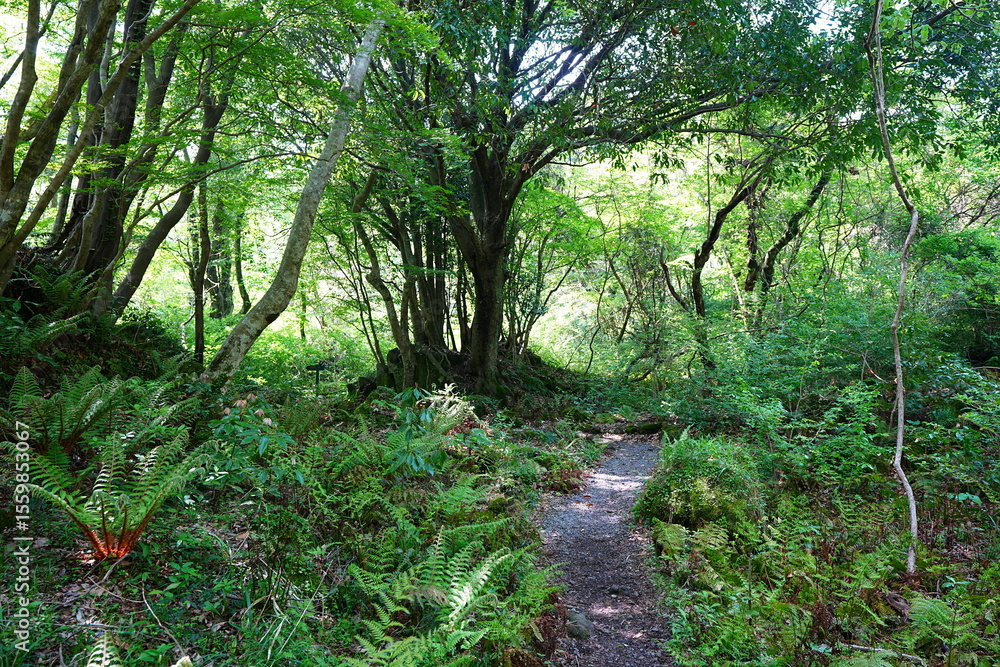 Fototapeta premium old spring forest and path