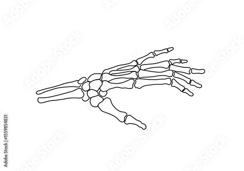 Hand skeleton drawing. It is a black and white outline image of a hand skeleton, revealing the intricate bone structure of the human hand. Vector sketch line art draw.