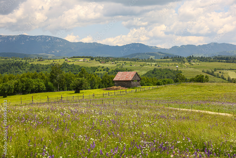 Obraz premium Traditional Romanian Mountain Landscapes in Summer – Colorful Wildflowers and Fresh Green Vegetation