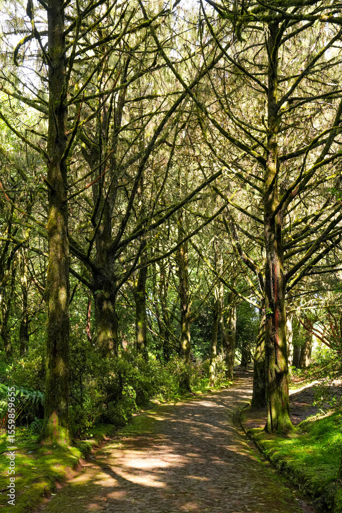 Naklejka premium Dichter Wald mit Lichtdurchbruch und Waldweg auf Madeira