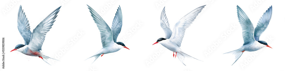 Obraz premium Watercolor Common Tern Seabird in Flight, Isolated Images
