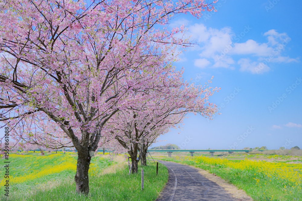Obraz premium 春爛漫の桜並木と菜の花畑