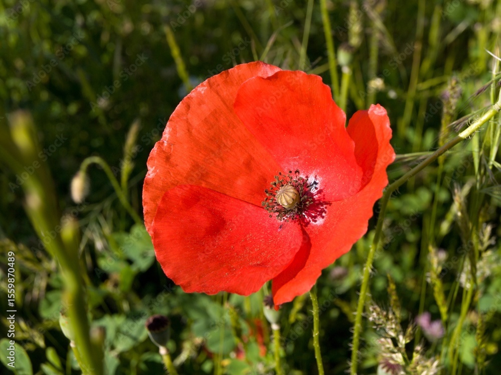 Obraz premium Red poppy flower growing in a field during summer