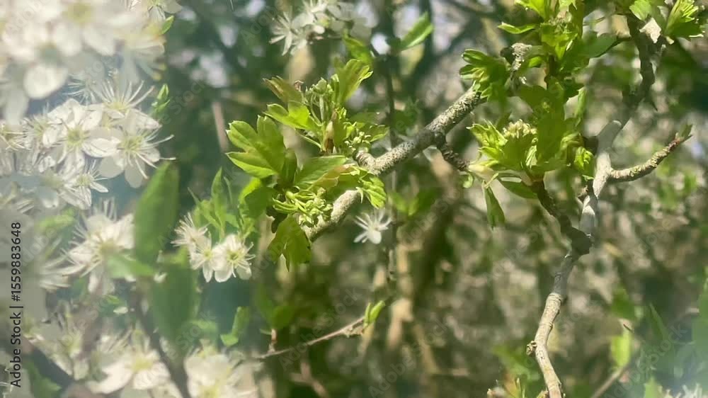 Sunlight shining through tree branches filled with delicate white blossoms and fresh green leaves during springtime, slow motion Sunlight shining through tree branches filled with delicate white blossoms and fresh green leaves during springtime, slow motion