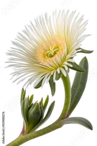 yellow kanna flower