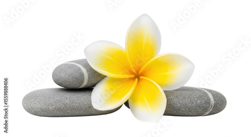 Isolated Frangipani Flower on Stones