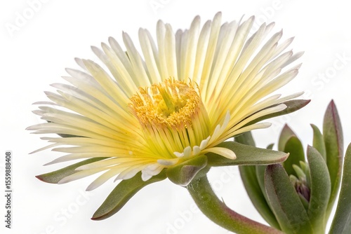 yellow sceletium tortuosum isolated on white