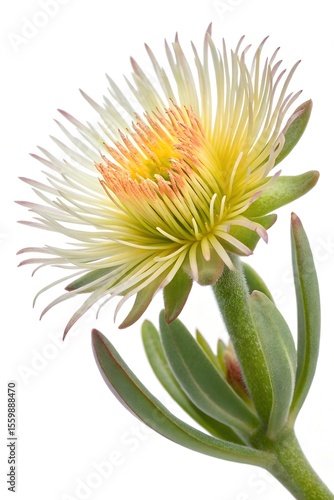yellow sceletium tortuosum flower isolated