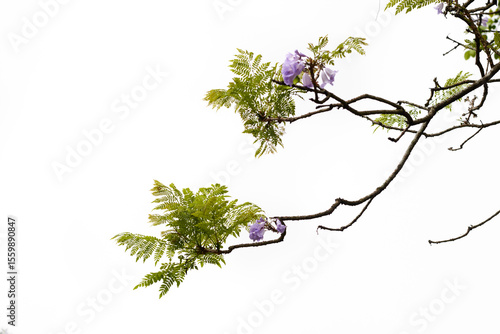 Purple Jacaranda mimosifolia  flowers