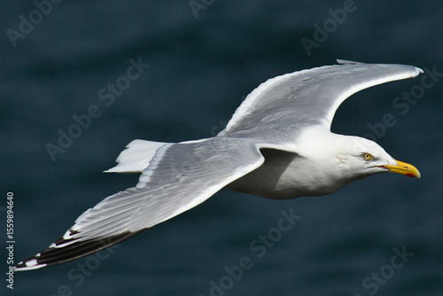 A common gull in flight at Bempton Cliffs