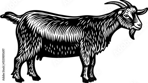 Illustration of a black and white goat standing in profile with detailed fur and horns on a white background