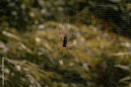 spider on the web