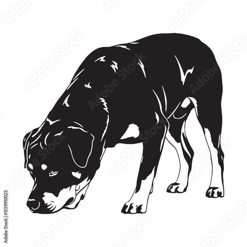 a well-defined Rottweiler digital black image, with sharp, recognizable lines - Rottweiler silhouette - Rottweiler Vector - Silhouette of Rottweiler - dog vector

