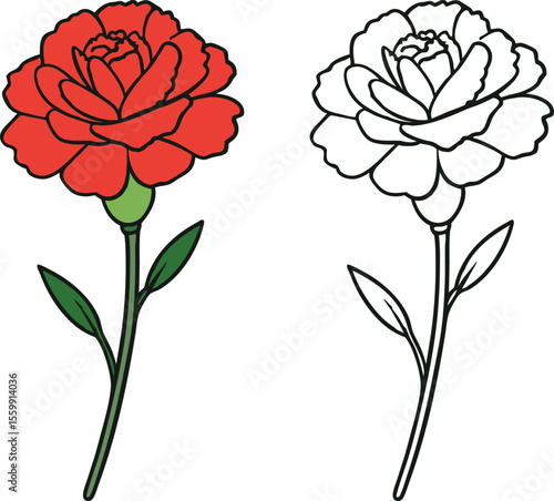 Red Carnation Flower and Outline Vector Illustration on White Background green stem
