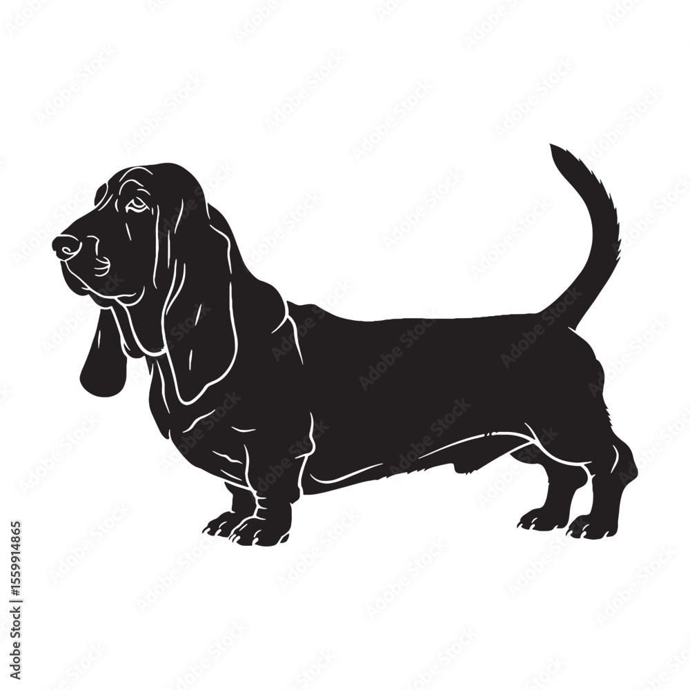 Fototapeta premium A proud Basset Hound digital black image, an elegant graphic resource for projects - Basset Hound silhouette - Basset Hound Vector - Silhouette of Basset Hound - dog silhouette