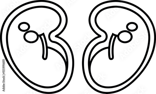 Vector art of a pair of kidneys, human organs, isolated on white background