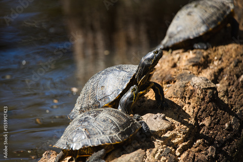 Cluster of river turtles basking on a mossy log, shells glistening, surrounded by still swamp water and hanging Spanish moss.