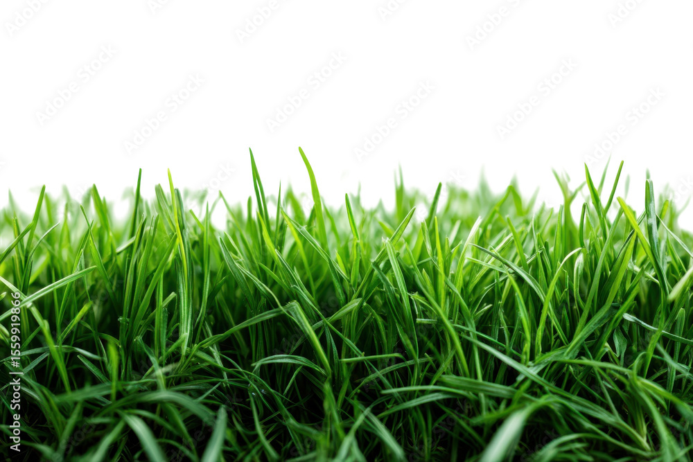 Fototapeta premium Lush Green Grass Blades Against Black Backdrop Spring Growth Nature Photography Outdoor Environment