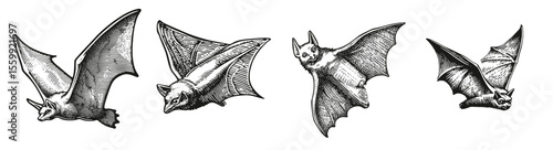 Vintage Illustrations of Flying Bats in Detailed Black and White, Logo Design, Hand drawing Engraving, Vector Illustration Isolated Object