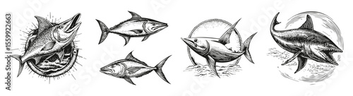 Detailed Vintage Illustrations of Various Fish Species and Sharks, vector illustration, engraving design, logo design set, black and white line, template design element