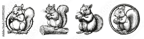 Cute Chipmunk Vector Illustration Holding Nut in Various Poses, vector illustration, engraving design, logo design set, black and white line, template design element
