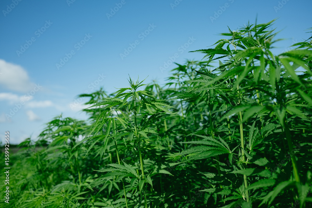 Cultivated field of cannabis, weed faming Cultivated field of cannabis, weed faming