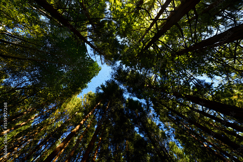 Fototapeta premium Looking Up Through Tall Trees in a Lush Green Forest Canopy