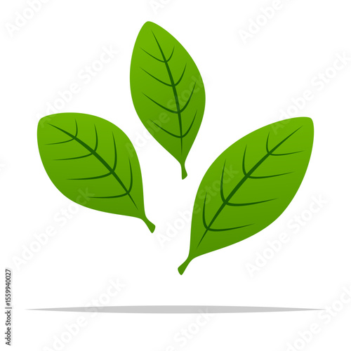 Green coca leaves vector isolated illustration