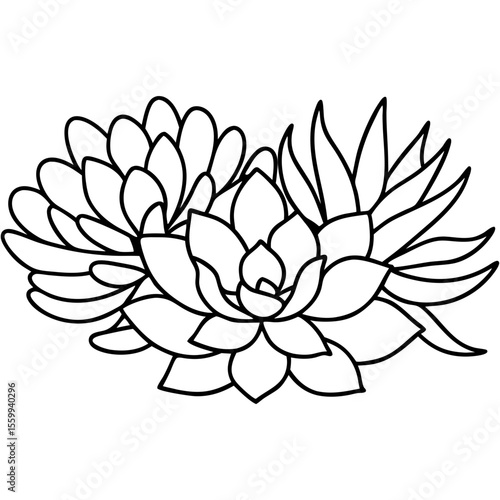 Succulent clusters line art drawing.  Elegant succulent cluster design includes echeveria and aloe vera plants.  Detailed succulent cluster illustration perfect for botanical prints and home decor.