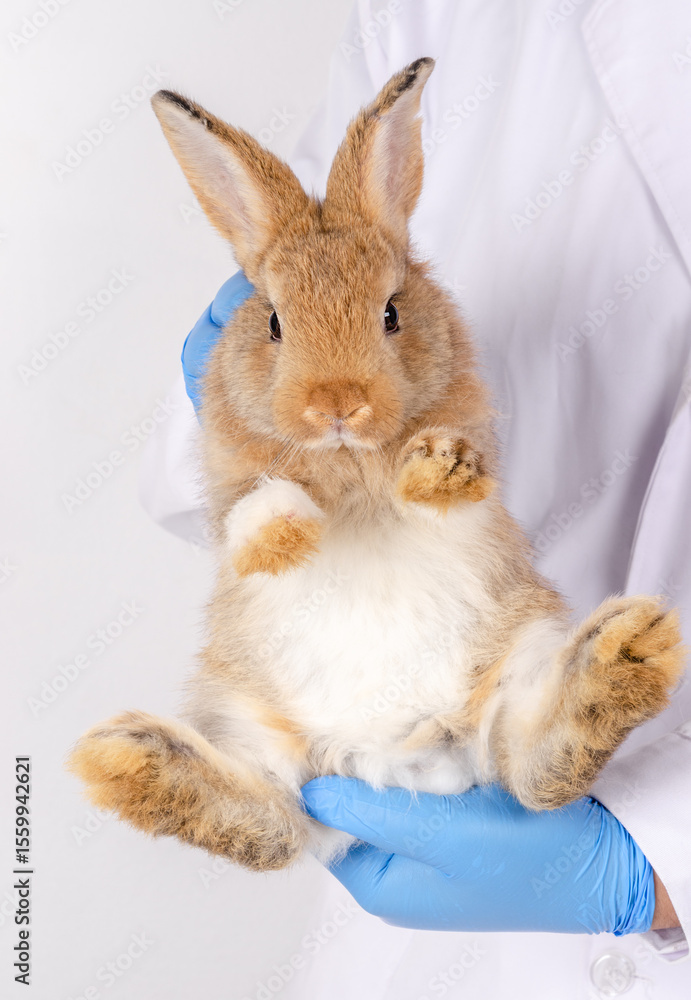 Obraz premium Veterinarian wearing blue gloves and white lab coat holding brown rabbit in upright position during health checkup examination