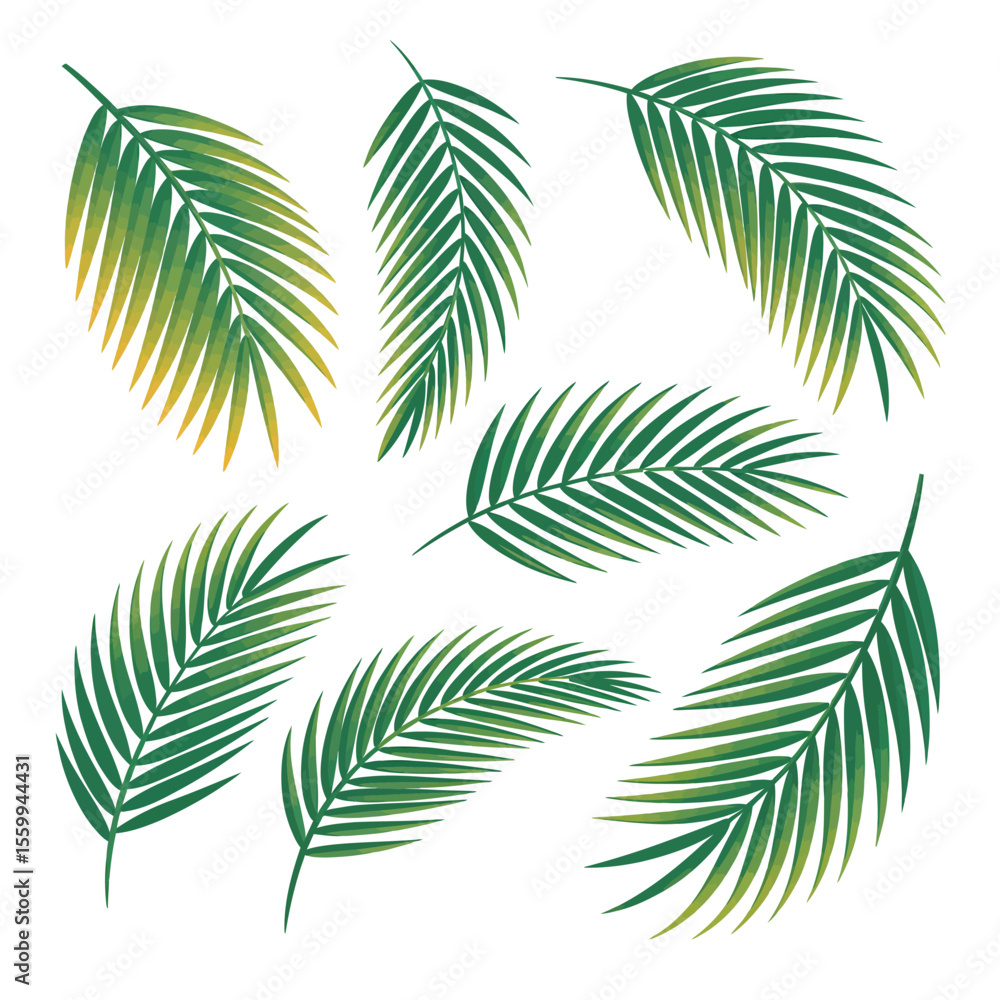 Set of Tropical Palm Leaves Illustration Set of Tropical Palm Leaves Illustration