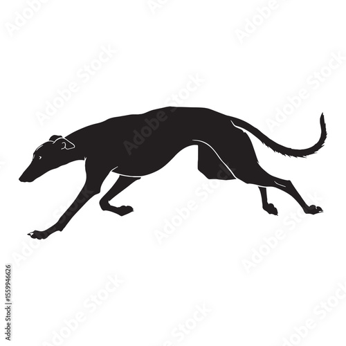 Presenting a premium Greyhound artwork, a valuable element for presentations - Greyhound silhouette - Greyhound Vector - Silhouette of Greyhound - dog vector

