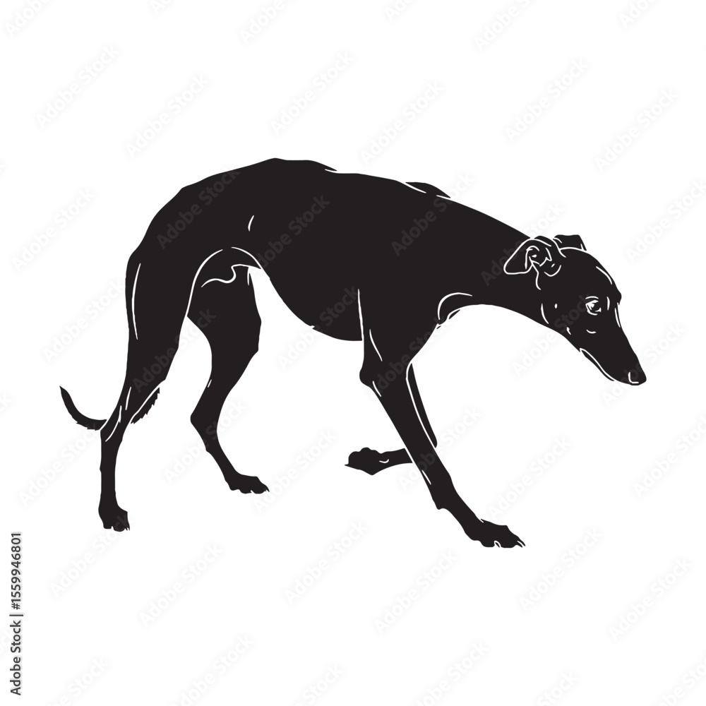Fototapeta premium A unique Greyhound breed image, perfect for a distinctive canine silhouette - Greyhound silhouette - Greyhound Vector - Silhouette of Greyhound - dog silhouette