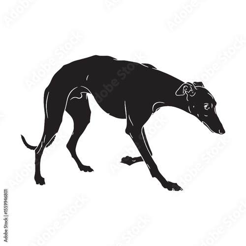 A unique Greyhound breed image, perfect for a distinctive canine silhouette - Greyhound silhouette - Greyhound Vector - Silhouette of Greyhound - dog silhouette

