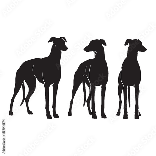 Presenting a defined Greyhound dog drawing, with sharp, recognizable lines - Greyhound silhouette - Greyhound Vector - Silhouette of Greyhound - dog vector

