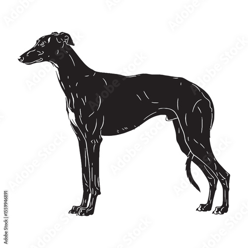 Featuring an artistic Greyhound profile, with a minimalist yet striking aesthetic - Greyhound silhouette - Greyhound Vector - Silhouette of Greyhound - dog silhouette


