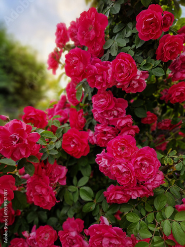 pink roses in garden