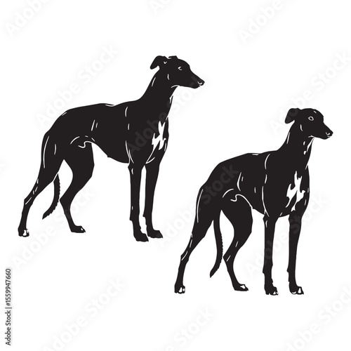 Featuring a graceful Greyhound canine illustration, showcasing its distinct form - Greyhound silhouette - Greyhound Vector - Silhouette of Greyhound - dog vector

