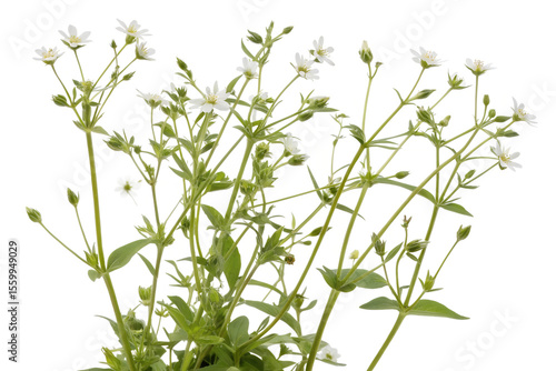 stellaria media isolated on white