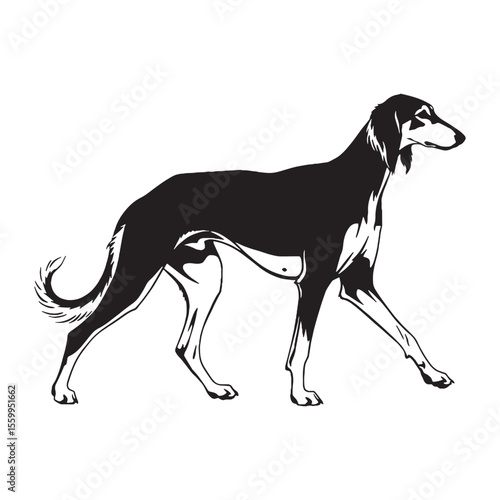 Featuring an authentic Saluki canine visual, accurately representing the breed's unique characteristics and beauty - Saluki silhouette - Saluki Vector - Silhouette of Saluki - dog vector


