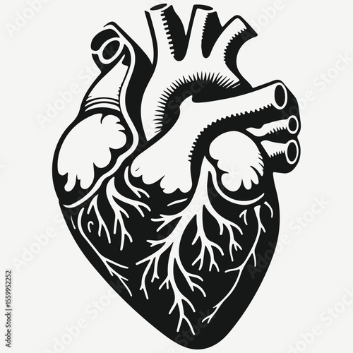 biological human heart sketch illustration vector