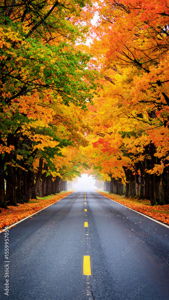 Obraz premium An enchanting asphalt road winds through a vibrant autumn forest, its trees ablaze with yellow and green foliage under a vast sky, inviting travel through the serene fall landscape