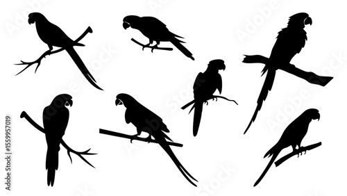 Collection of Parrot Silhouettes – Isolated Bird Vector Set on White Background for Tropical and Wildlife Design