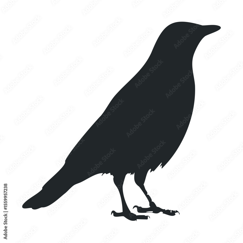 Fototapeta premium Silhouette of a standing crow against a white background.