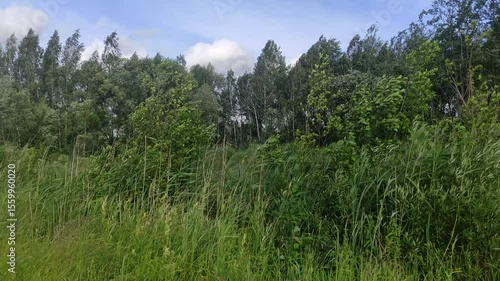 Green grass on the Wind - European nature landscape